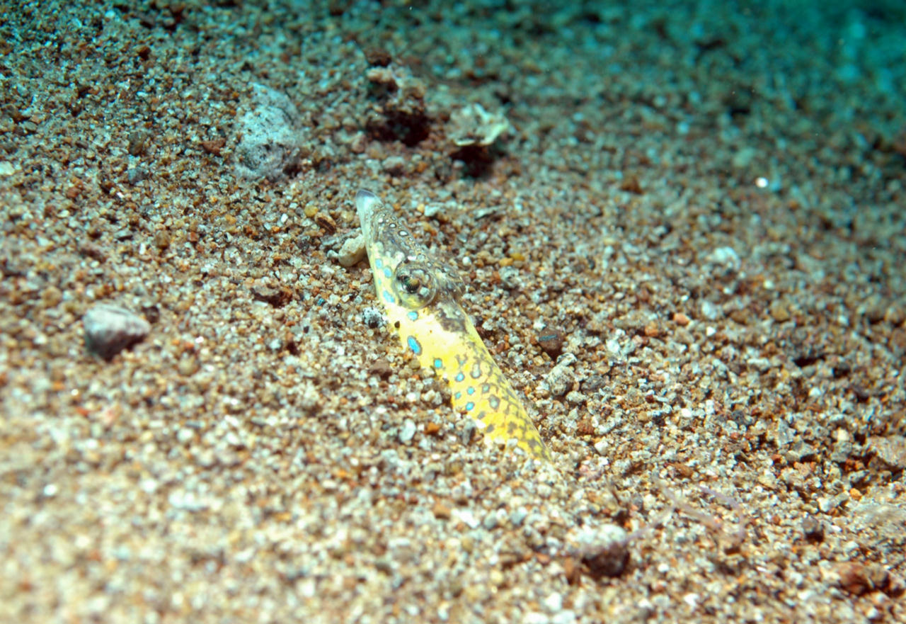 Trichonotus setiger